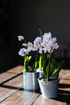 Beautiful orchids in metal pots