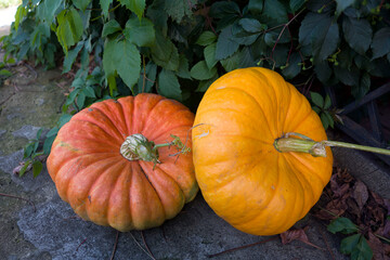 two large orange pumpkins on a foliage background. harvest theme, halloween holiday, thanksgiving.