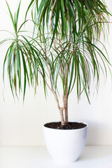 Houseplant dracaena in a white pot on a light grey background. Home plants care and home gardening concept. Vertical image. Selective focus.