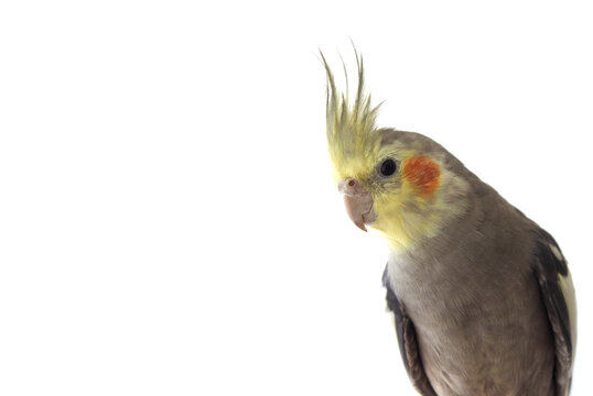 cockatiel parrot on white isolated background close up