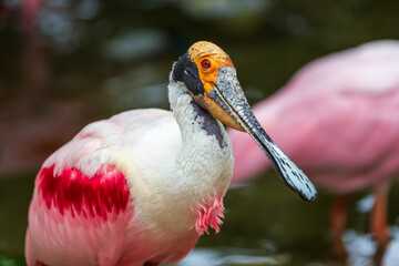 Naklejka premium Pink Spoonbill - Platalea ajaja - white-pink bird with a flat beak. The bird stands in the water.