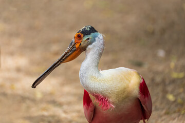 Pink Spoonbill - Platalea ajaja - white-pink bird with a flat beak. The bird stands in the water.