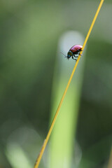 Coccinelle.