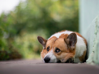 portrait of a cute corgi dog lying in the garden on the path and looks sad