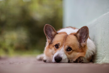 portrait of a cute corgi dog lying in the garden on the path and looks sad