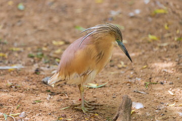 Great Egret - Ardeola ralloides - creamy brown little bird with a tuft on its head. Heron hunts in the water.
