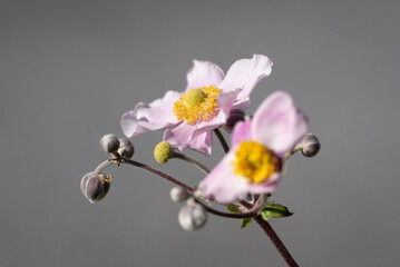 Naklejka na ściany i meble Herbst-Anemone / Blume