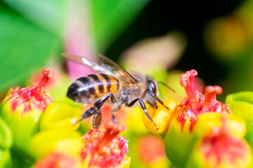Macro of bee pollinating flowers in organic garden bathed with natural light, outdoors, natural wisdom.