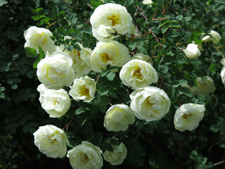 white rosehip blooms with lush flowers in summer