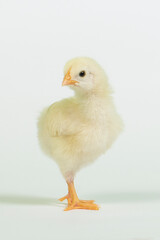 A newborn baby chick on white background.