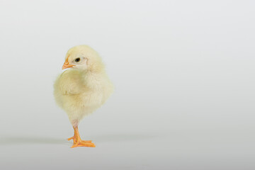 A newborn baby chick on white background.
