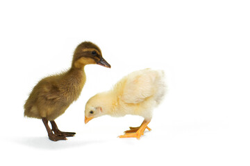Cute animal baby duck white background
