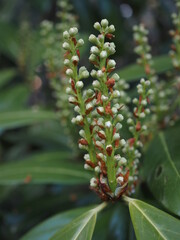 Noch nicht geöffneter Blütenstand der Kirschlorbeere bzw. Prunus laurocerasus