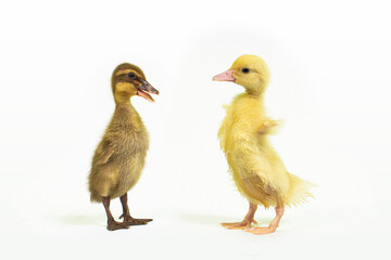 Cute animal baby duck white background