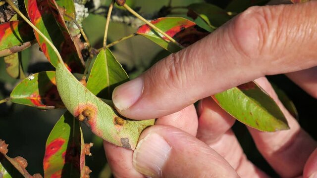 Red dots disease of pear leaves. Puccinia recondita spots. Gardener show damage to rot and parasites. The concept of protection of pear garden.