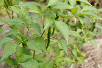 Bitter pepper on the garden, close-up