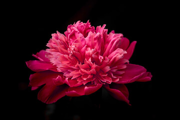 Pink flower peony against the dark background.