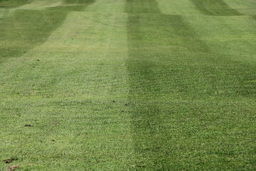 Rolling golf course lawn