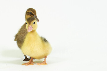 Cute animal baby duck white background