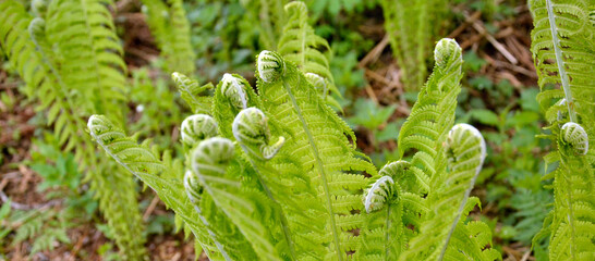 Fern, forest