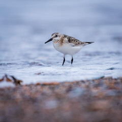 Semipalmated Sandpiper (Calidris pusilla)