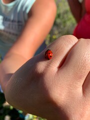 ladybird on hand