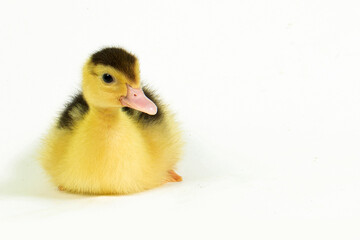 Cute animal baby duck white background