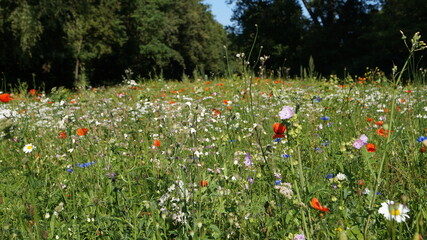 summer flowers bloom in september