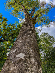 Fototapeta premium Tree in the forest