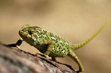 Camaleón al sol © MiguelAngel Martín 