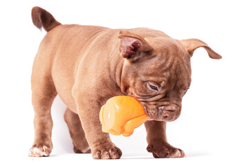 Fototapeta premium A brown-colored American Bully puppy plays with a plastic toy. Isolated on a white background