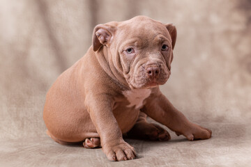 A sad brown American bully puppy sits on its side. Close-up, light beige background