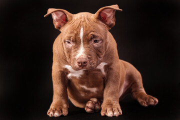A brown American bully puppy with uncut ears. Close-up, isolated on a black background
