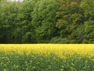 Brassica napus oder umgangssprachlich Raps ist eine Augenweide in der Landschaft solange er gelb...