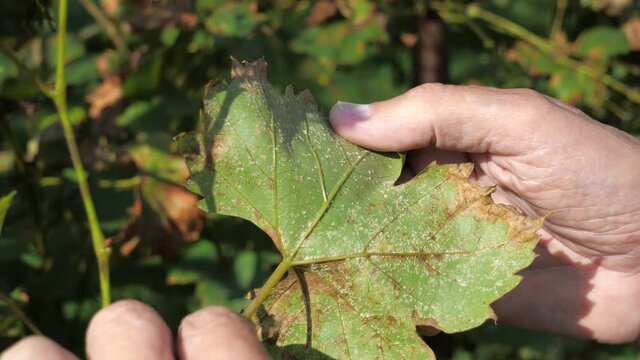 A winegrower examines a white aphid on the underside of a vine leaf. Yellowing leaves and ruined crop.