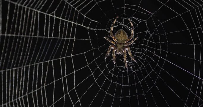 Garden spider on web with dew drops at night