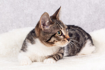 A striped mongrel kitten is lying on a white fur bed. Close-up, selective focus