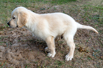 Male golden retriever puppy poop on the lawn by the house.