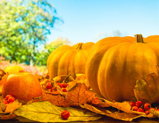 Naklejka na ściany i meble Autumn art composition - varied dried leaves, pumpkins, fruits, rowan berries on natural bright background. Autumn, fall, halloween, thanksgiving day concept. Autumn still life.