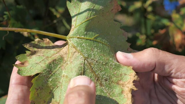 The gardener discovered small white aphids on the leaves of Merlot wine. Infested vineyard.