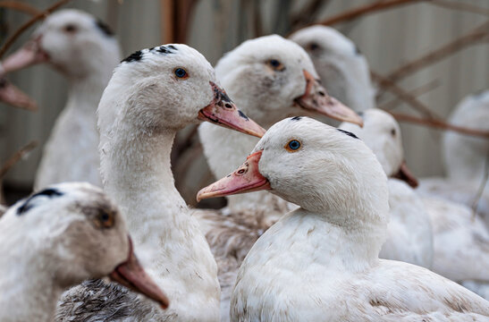 A flock of mulard ducks graze in the garden.. Household poultry farming