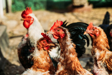Domestic roosters and hens. Household poultry farming