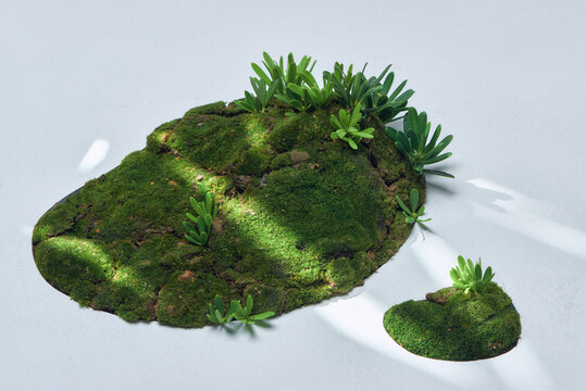 Japanese style small garden 