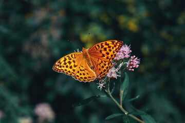Orange butterfly on green background.  Argynnis paphia in the forest.