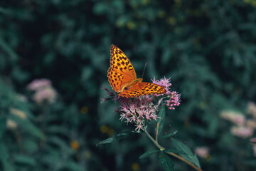 Orange butterfly on green background.  Argynnis paphia in the forest.