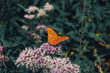 Orange butterfly on green background.  Argynnis paphia in the forest.