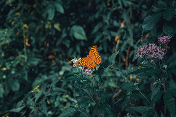 Orange butterfly on green background.  Argynnis paphia in the forest.