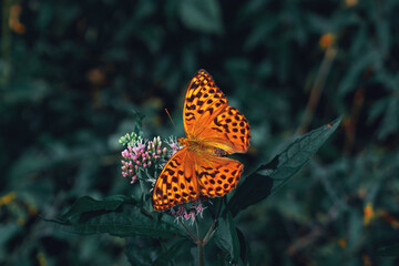 Orange butterfly on green background.  Argynnis paphia in the forest.