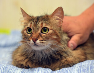 beautiful brown and white fluffy siberian cat