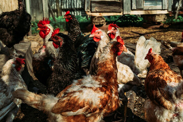 Domestic roosters and hens. Household poultry farming